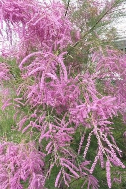 Тамарікс галузистий